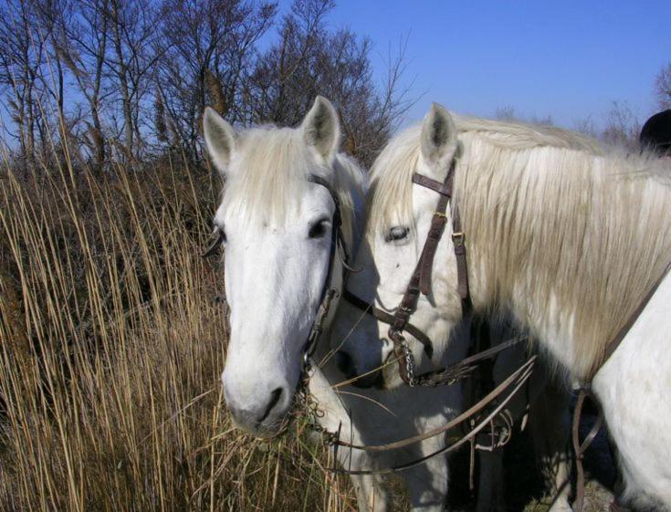 Camargue Villa Beauvoisin  Luaran gambar